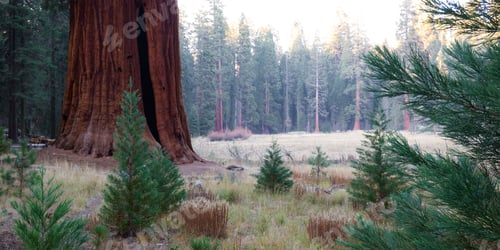 Preview: Beautiful Grove Of Giant Sequoias With A Bright Brown Or Orange Color