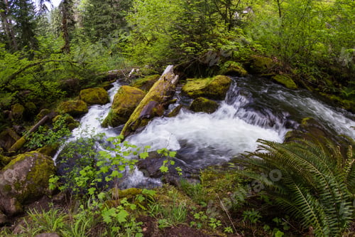 Preview: Close Up Of A Pristine Spring Flowing Thru The Woods In Oregon