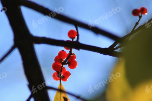 Preview: Honey Suckle Berries - Colors In Nature - Berry Background Simplistic