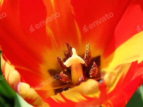 Preview: Close Up Of A Tulip Outdoors