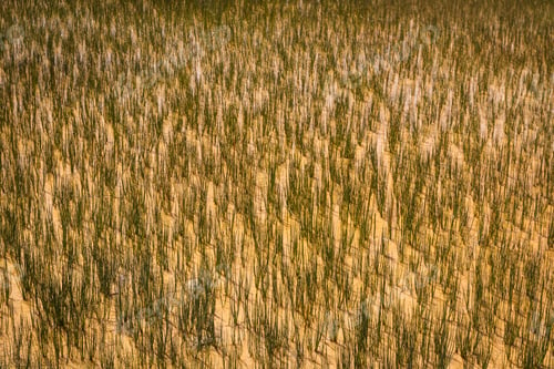 Preview: Background With Natural Grass Growing In A Chromatic Pool In Yellowstone Natural Park