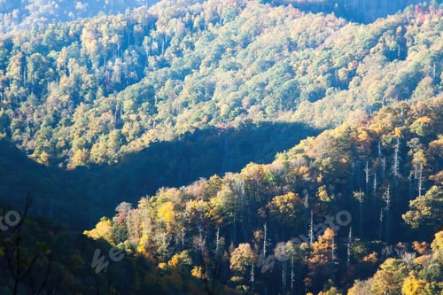 Preview: Mountain Morning With Colorful Autumn Tree