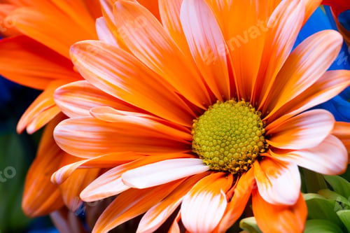Preview: Close Up Of A Beautiful Daisy In A Deep Orange Color For A Spring Concept
