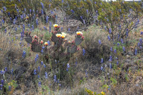 Preview: Prickly Pear Cactus And Blue Bonnets Growing Together