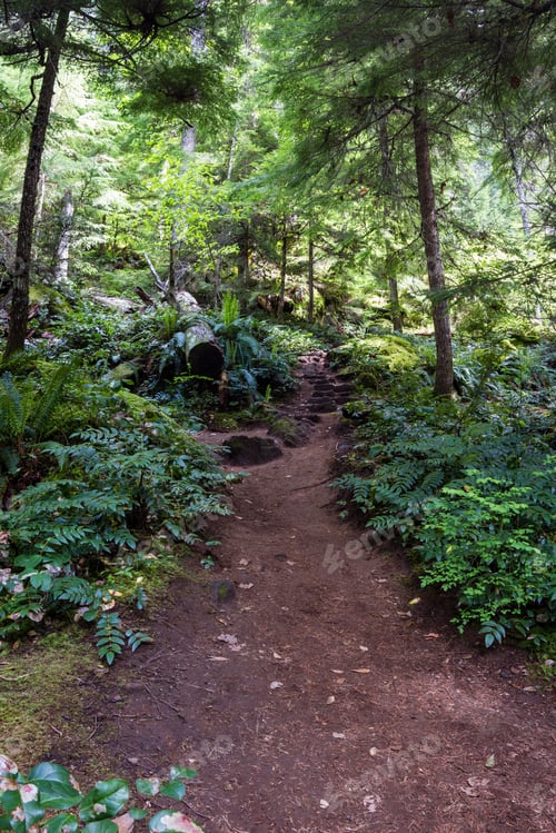 Preview: Hiking Trail In Oregon With Lush Green Vegetation In A Pristine Environment