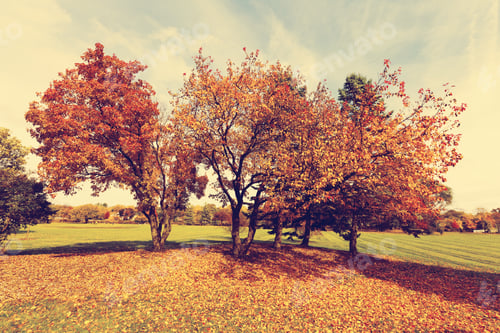 Preview: City Park In Fall
