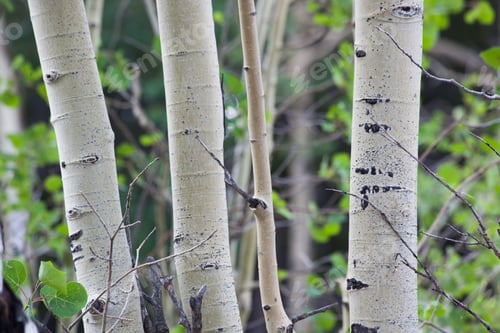 Preview: Birch Trees Outdoors In The Woods