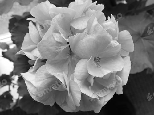 Preview: Close Up Of Flowers In Black And White