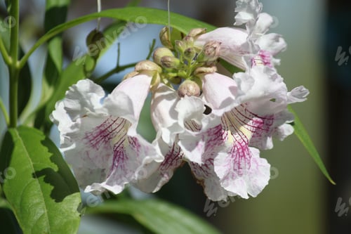Preview: White Chitalpa Blooms Signal Summer 5802