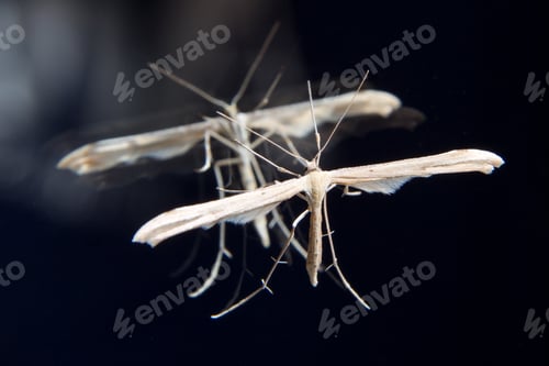 Preview: Flying Insect Standing Still On A Mirror With Multiple Reflections
