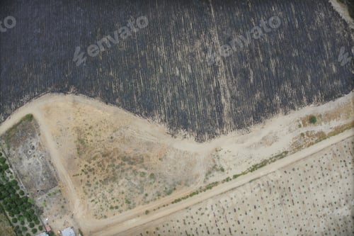Preview: Aerial View Of Farm. Sugar Cane Agriculture.