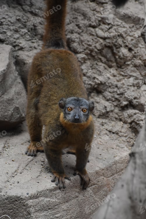 Vista previa: Amazing Brown Collared Lemur On A Rock