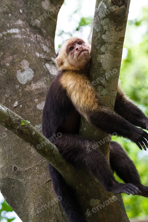 Preview: White Faced Monkeys Relaxing On A Tree In Costa Rica. Pura Vida.