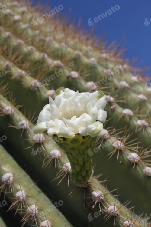Preview: Saguaro Cactus Blossom Blooming in the Desert Sun