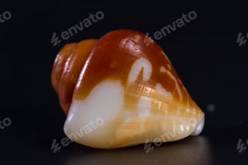 Preview: Colorful Beautiful Sea Shell With Amazing Layers And Details On A Black Background