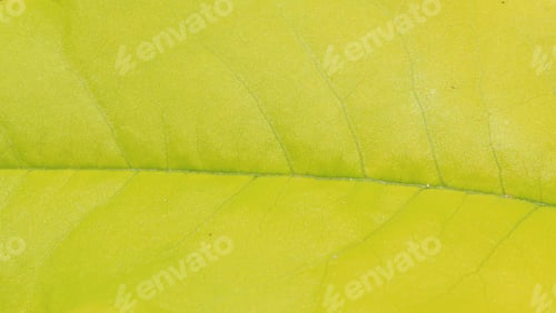 Preview: Wild Plants From Namibia, Africa - Easy Break Leaf During Summer Bloom