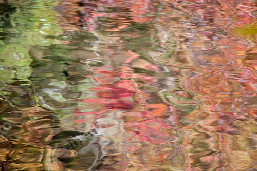 Preview: Abstraction Of Leaves Floating In A Quiet Lake, With Reflection Of The Trees And Their Colored