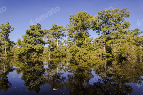 Preview: A Bald Cypress Swamp In The American South, North Carolina, Usa