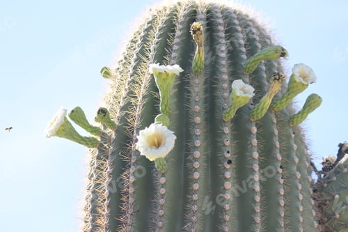 Preview: Blooming Saguaro Cactus in the Desert Sky