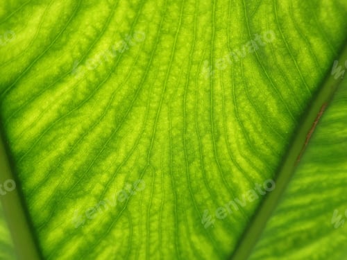 Preview: Natural Background Of A Leaf