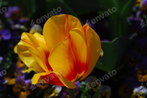 Preview: Garden With A Pretty Yellow And Red Tulip Flower Blossom.