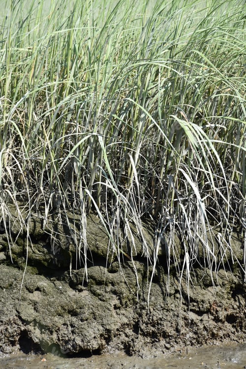 Preview: Muck In The Tidal Marsh With Thick Green Grass Growing.
