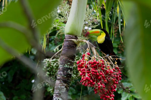 Preview: The National Bird Of Belize, Keel Billed Toucan Perched On A Palm Tree