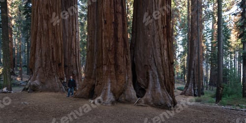 Preview: Big Sequoias In A Group With A Man Standing At The Base To Get An Idea Of The Size Of This Trees