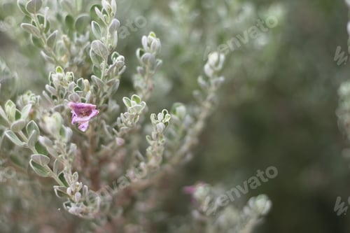 Preview: A Barometerbush Plant With Purple Flowers 0829
