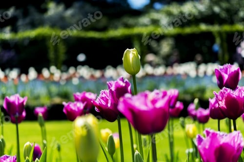 Preview: Fresh And Beautiful Pink Tulips In Spring Garden 3.