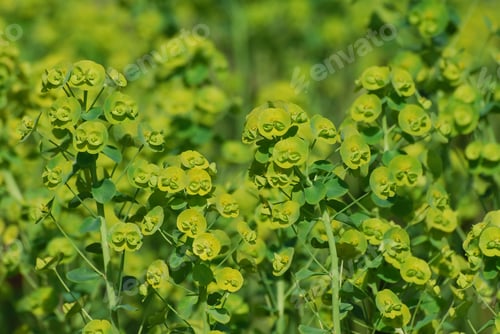 Preview: Garden With Blooming Green Euphorbia Flower Blossoms.
