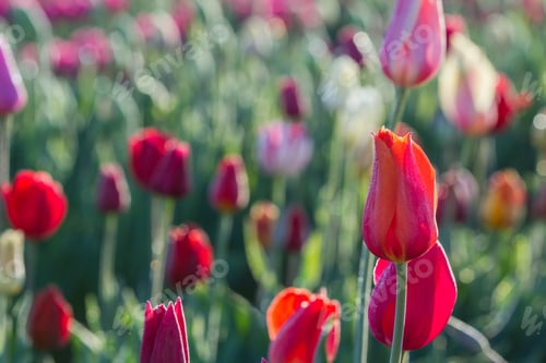 Preview: Beautiful Colorful Tulips In A Field Shot Right After Sunrise For A More Contrast And Dramatic