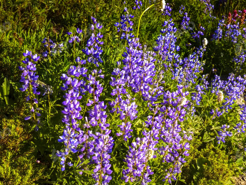 Preview: Beautiful Broadleaf Lupine In Mt Rainier National Park.Wa Usa.