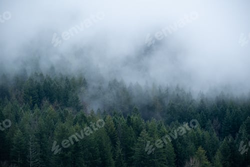 Preview: Low Clouds Over A Forest Of Pine Trees Near The Rattlesnake Ledge In Seattle, Washington On A Rainy