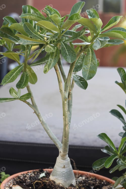 Preview: A Closeup Of An Adenium Plant Caudex And Leaves 1813