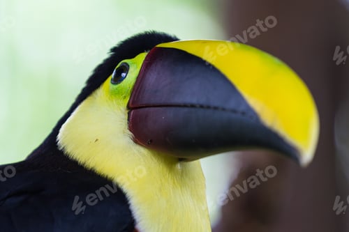 Preview: Close Up Of A Chestnut Mandibled Toucan In Costa Rica