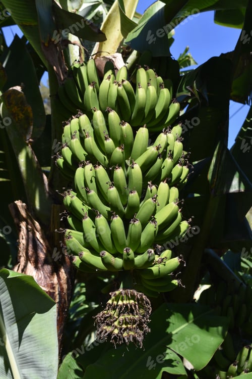 Preview: Fruit Tree With Green Plantains In A Large Bunch.