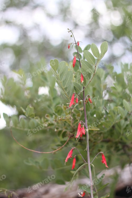 Preview: A Firecracker Penstemon With Pink Flowers 8174