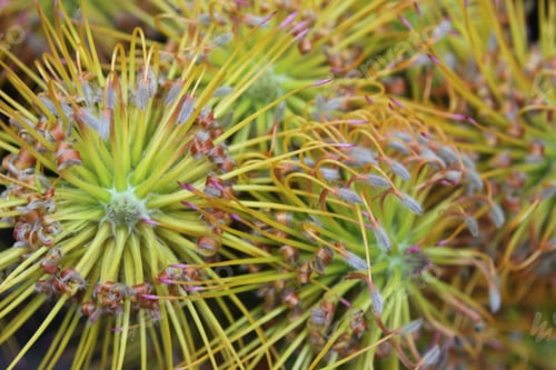 Preview: A Cluster Of Yellow Bird Nodding Pincushion Flowers 7458
