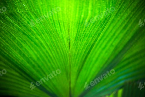 Preview: Pattern From Natural Green Leaves