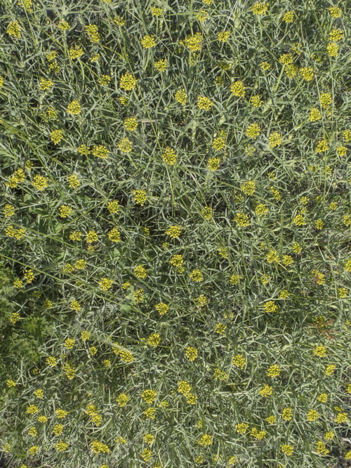 Preview: Mulinum Spinosum, Apiaceae. Plant With Leaves Like Thorns From Arid Climate. Desert. Nobody