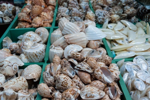 Preview: Assorted Sea Shells Souvenirs At The Tourist Shop