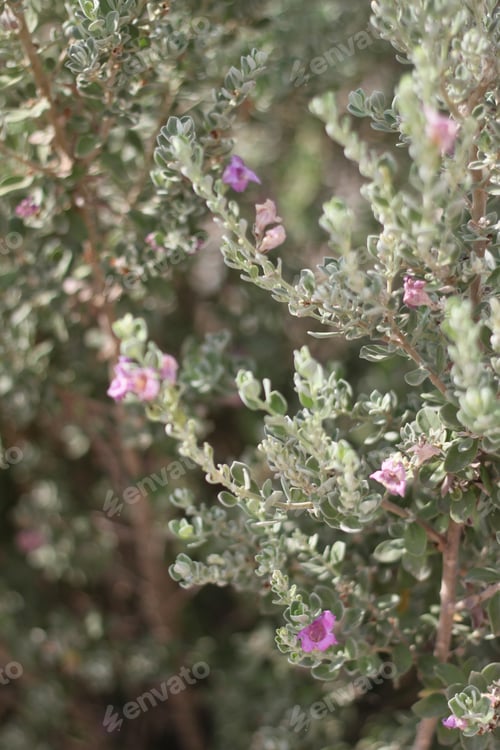 Preview: A Leucophyllum Fructescens Cenizo Plant With Purple Flowers 0687