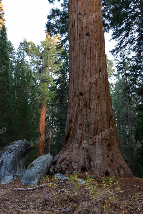 Preview: Base Of A Giant Sequoia Tree With A Orange Brown Color With Large Granite Rocks On The Ground