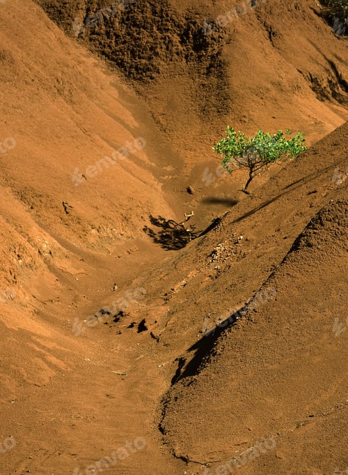 Preview: Vertical Orientation Of Tree In Dry Red Valley