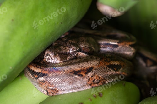 Preview: Young Boa Constrictor Resting On A Bunch Of Green Bananas I Had Just Harvested