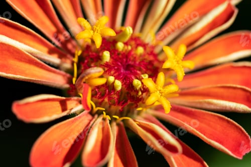 Preview: Closeup Macro View Of A Beautiful Zinnia Flower