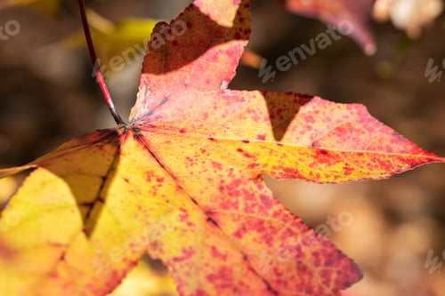 Preview: Beautiful Colorful Autumn Leaves