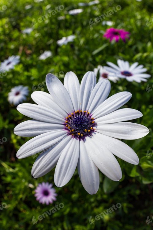 Preview: Group Of Beautiful African Moon Flowers In A Garden