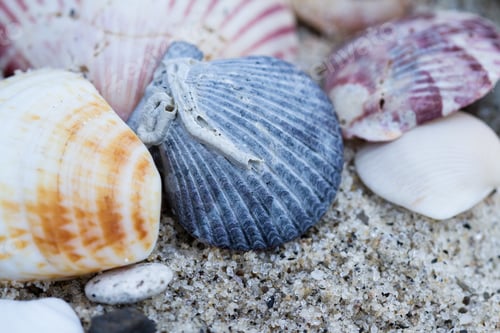 Preview: Close Up Of A Small Colorful Sea Shell In A Tropical Panamanian Beach